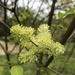 Fraxinus bungeana - Photo (c) Andrew Conboy, some rights reserved (CC BY), uploaded by Andrew Conboy