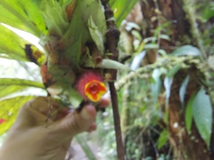 Columnea dimidiata