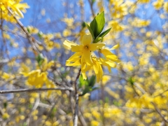 Forsythia ovata