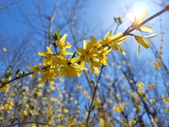 Forsythia ovata