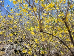 Forsythia ovata