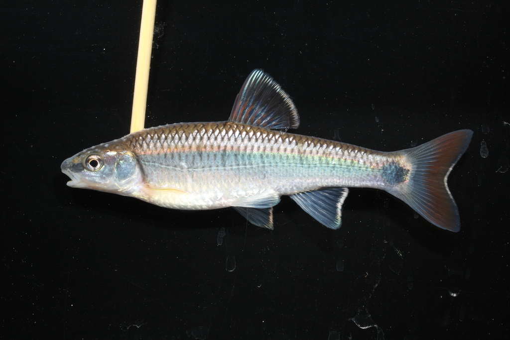 Alabama shiner (Cyprinella callistia) — Cyprinidae