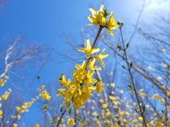 Forsythia ovata