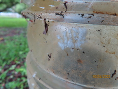 Tetramorium bicarinatum