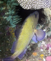 Acanthistius ocellatus