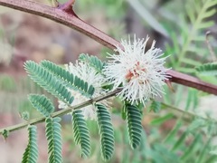 Mimosa aculeaticarpa