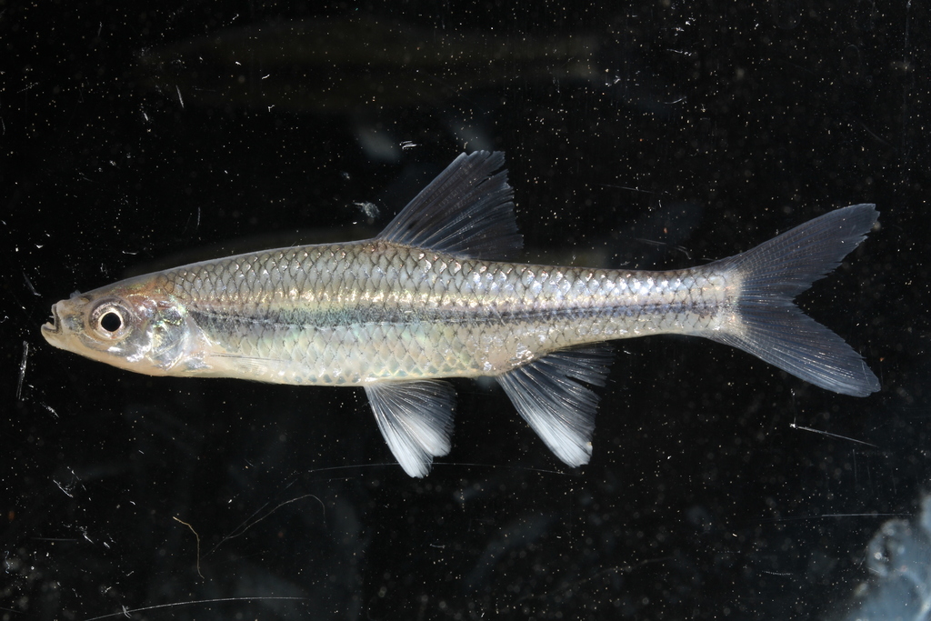 Pugnose Minnow