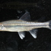 Pugnose Minnow - Photo (c) chrosomusenthusiast, some rights reserved (CC BY-NC)