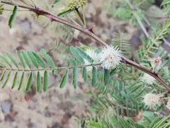 Mimosa aculeaticarpa