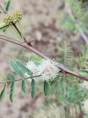 Mimosa aculeaticarpa