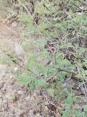 Mimosa aculeaticarpa