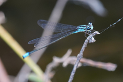 Acanthagrion trilobatum