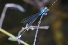 Acanthagrion trilobatum