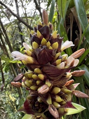 Guzmania mitis