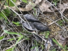 Baptisia australis aberrans