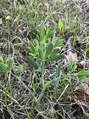 Baptisia australis aberrans