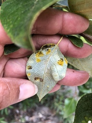 Taphrina populi-salicis