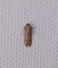 Blastobasis taurusella