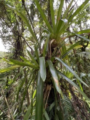Guzmania mitis
