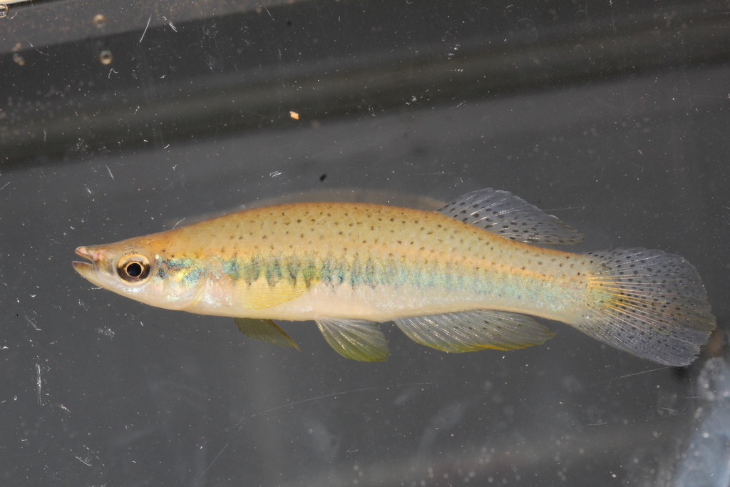 Blackspotted topminnow (Fundulus olivaceus) — Fundulidae