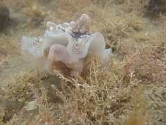 Dendrodoris krusensternii