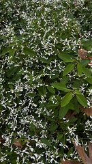 Euphorbia leucocephala