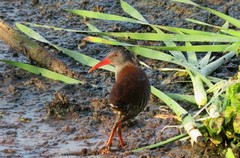 Rallus caerulescens