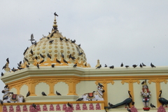 Columba livia domestica