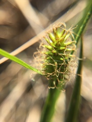 Carex lepidocarpa