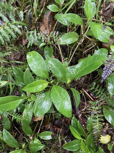 Valeriana clematitis, photograph 4