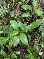 Valeriana clematitis