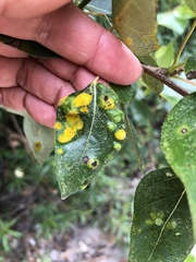 Taphrina populi-salicis