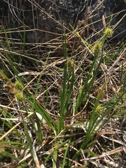 Carex lepidocarpa