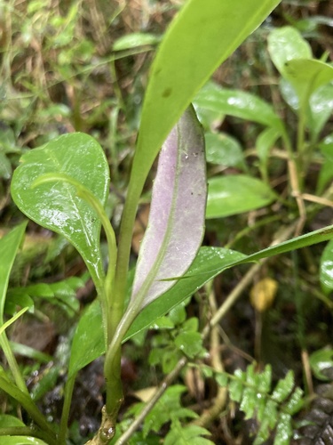 Valeriana clematitis, photograph 5