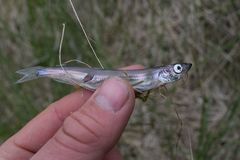 Mallotus catervarius