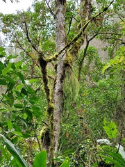 Phlegmariurus phylicifolius