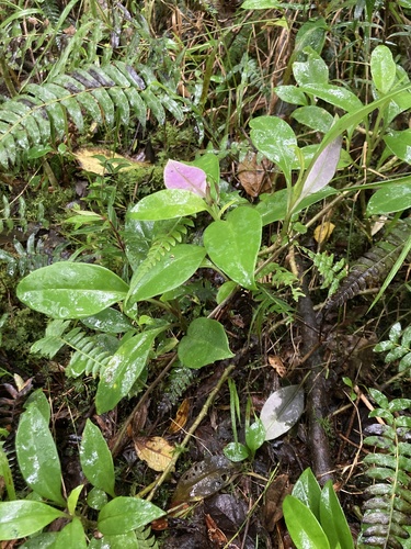 Valeriana clematitis, photograph 6