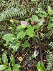 Valeriana clematitis