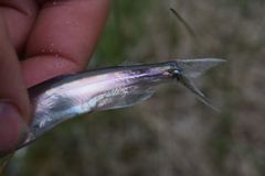 Mallotus catervarius