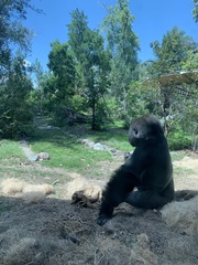 Gorilla