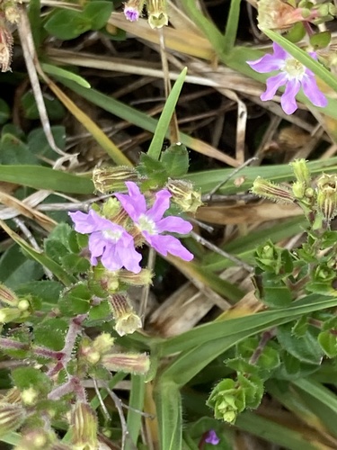Cuphea ciliata, photograph 6