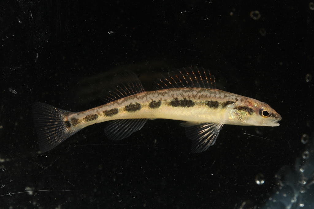 Blackside darter (Percina maculata) — Percidae