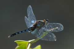 Erythrodiplax kimminsi