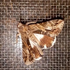 Melipotis jucunda