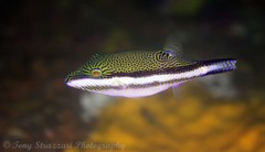 Canthigaster callisterna