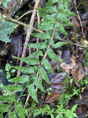 Asplenium harpeodes, photograph 5