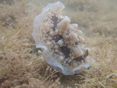 Dendrodoris krusensternii