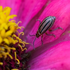 Disonycha bicarinata