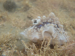 Dendrodoris krusensternii