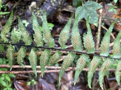 Asplenium harpeodes